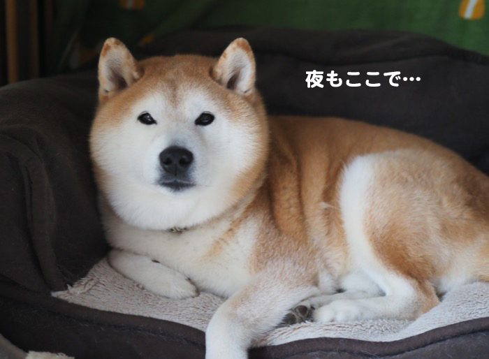 19日夕ブログ４