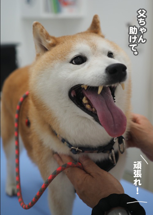 27日夕ブログ７
