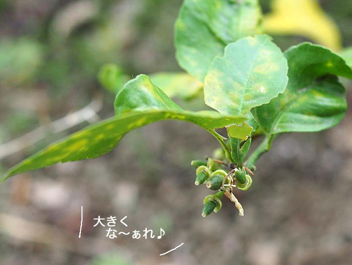 27日ブログ９