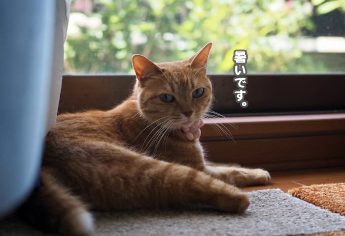 8日夕ブログ３