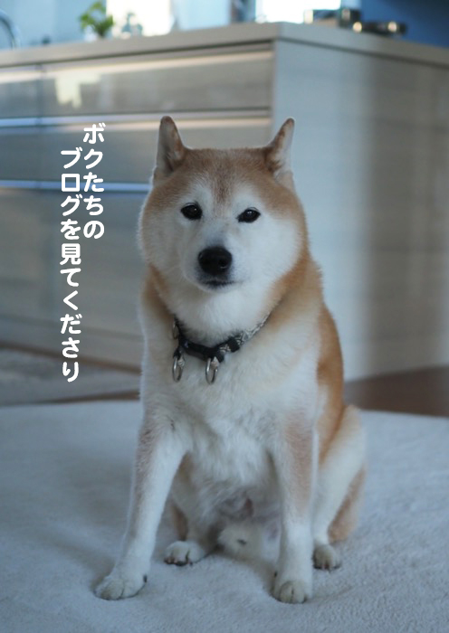 31日夕ブログ５