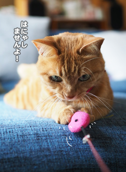 28日夕ブログ７