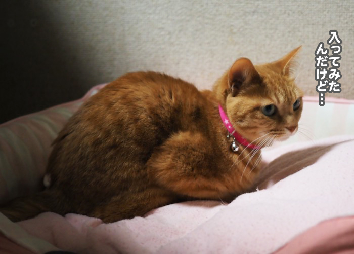 7日ブログ３