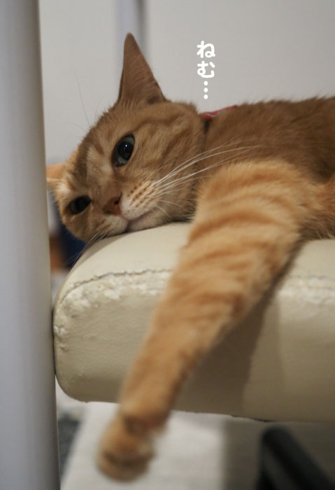 17日夕ブログ6