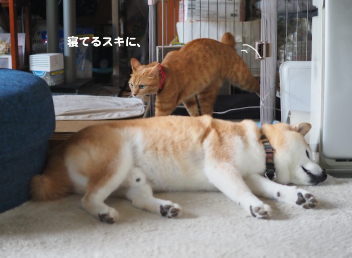 2日夕ブログ９