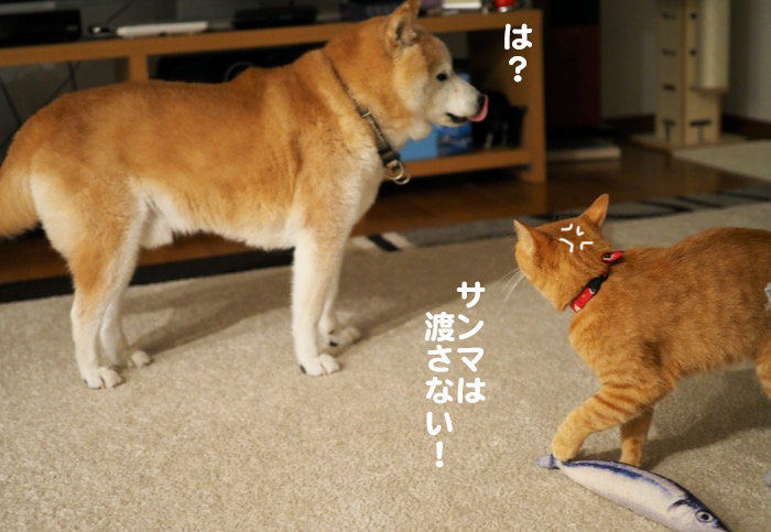 18日夕ブログ４