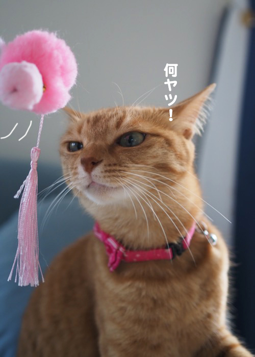 17日夕ブログ６
