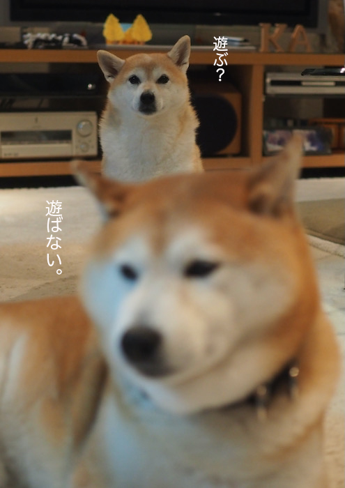 11日夜ブログ６