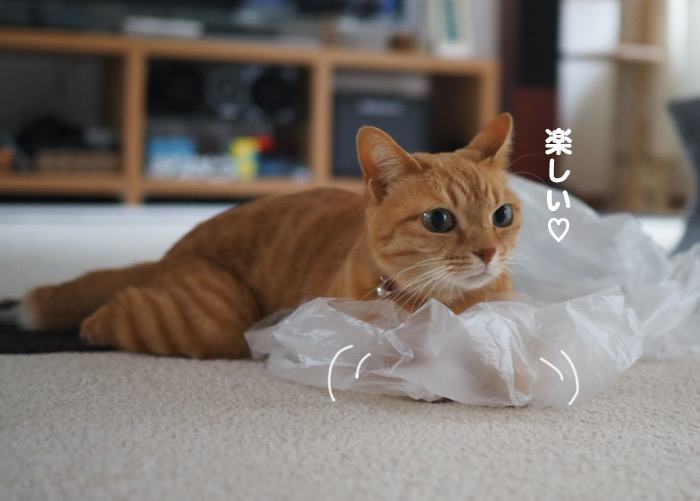 27日夕ブログ４