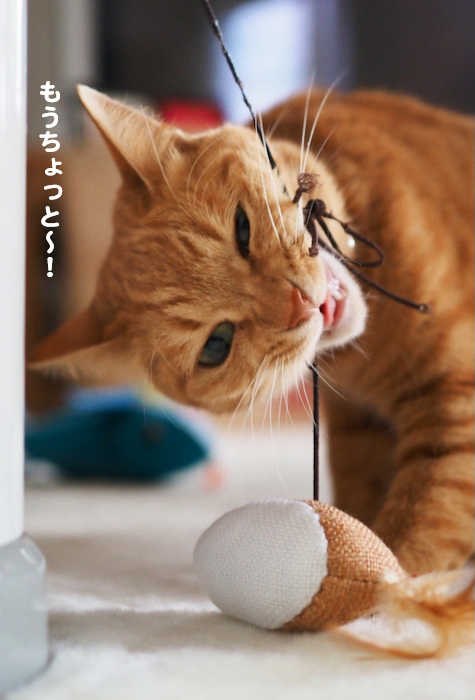 10日夕ブログ５