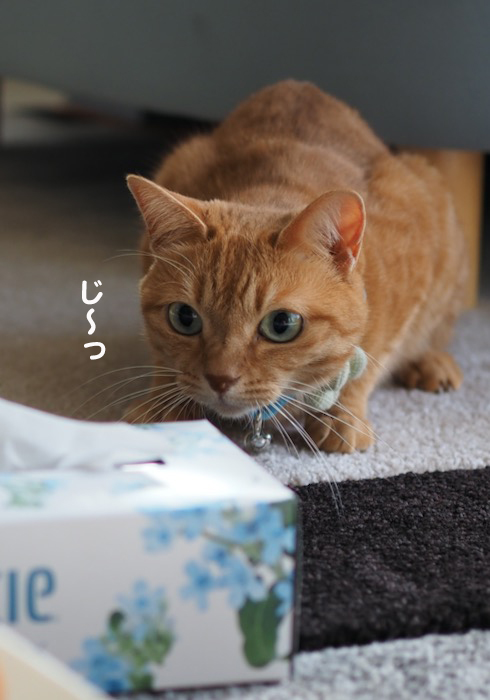 14日夕ブログ２