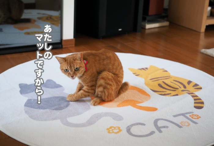 23日夕ブログ７