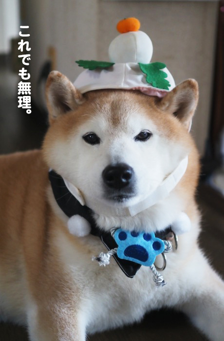 4日夕ブログ５