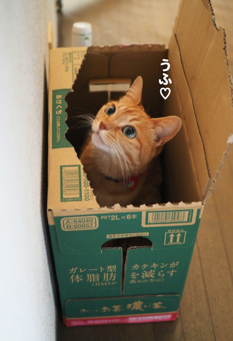 8日夕ブログ６