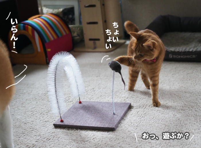 9日夕ブログ５