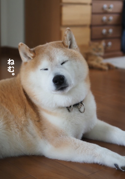 21日夕ブログ４