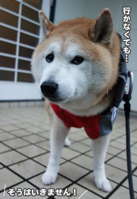13日夕ブログ７