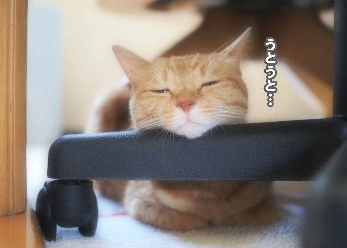 11日夕ブログ７