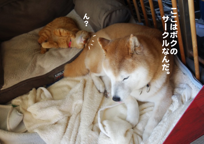 14日夕ブログ６