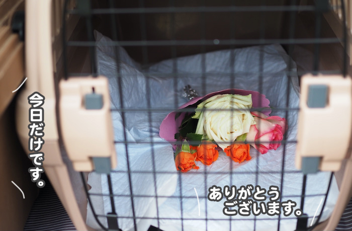 20日ブログ８