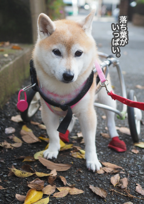 17日夕ブログ２