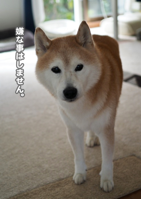 10日夕ブログ５