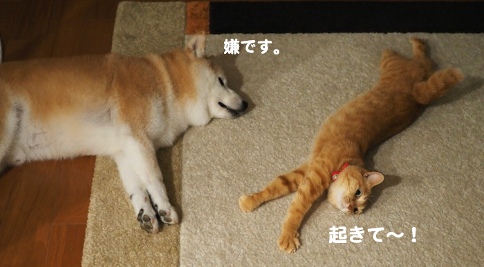 13日夕ブログ４