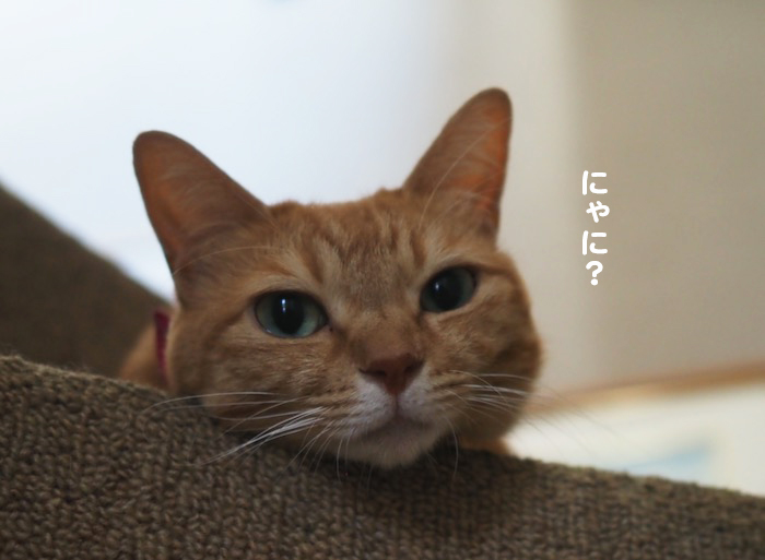 4日夕ブログ７