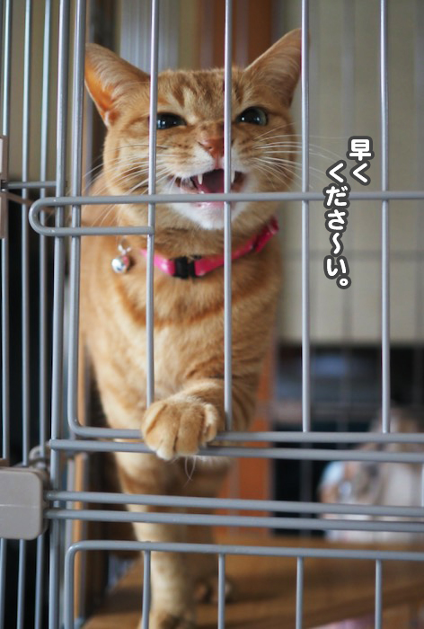 26日夕ブログ４