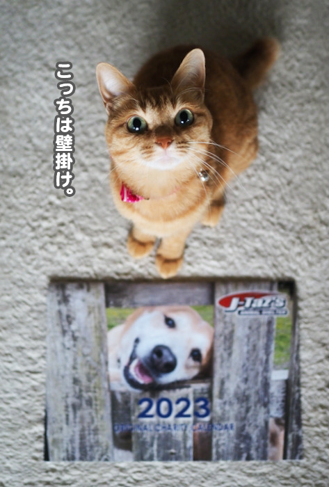 15日夕ブログ8