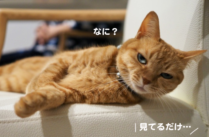 15日夕ブログ７