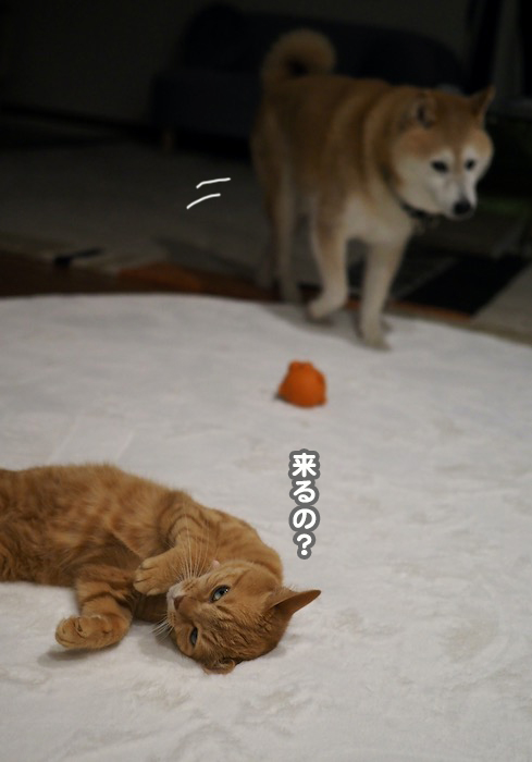 27日夕ブログ6