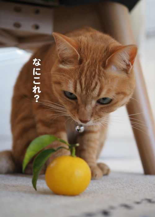 7日夕ブログ５