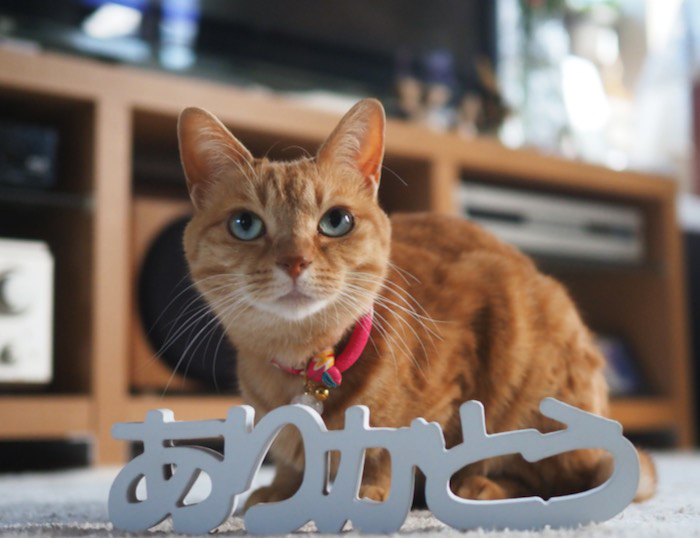 31日夕ブログ７