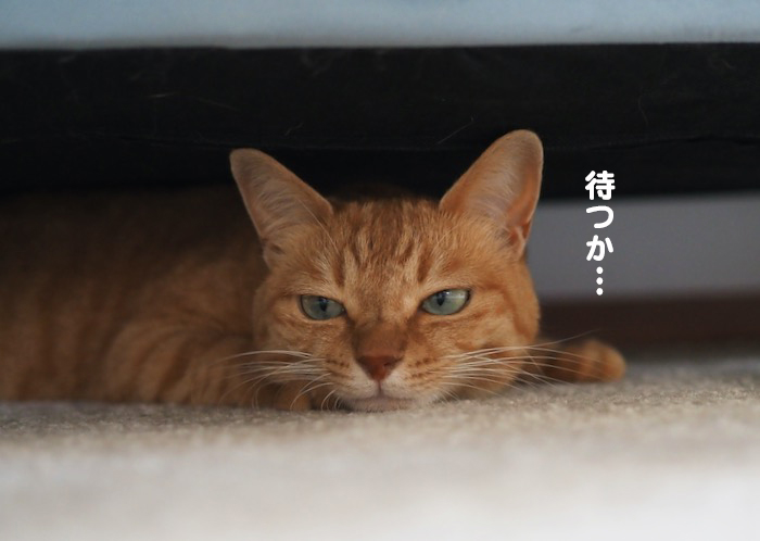 19日夕ブログ４