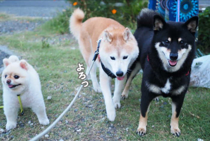 29日夕ブログ６