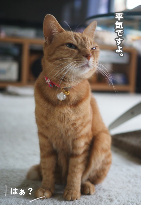 17日夕ブログ４