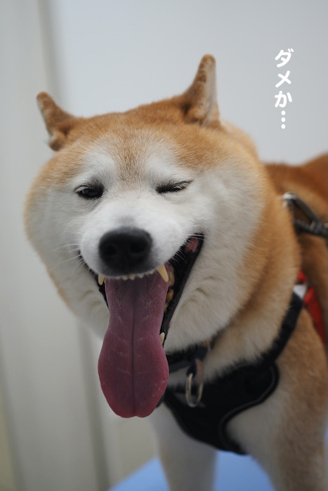 1日夕ブログ７