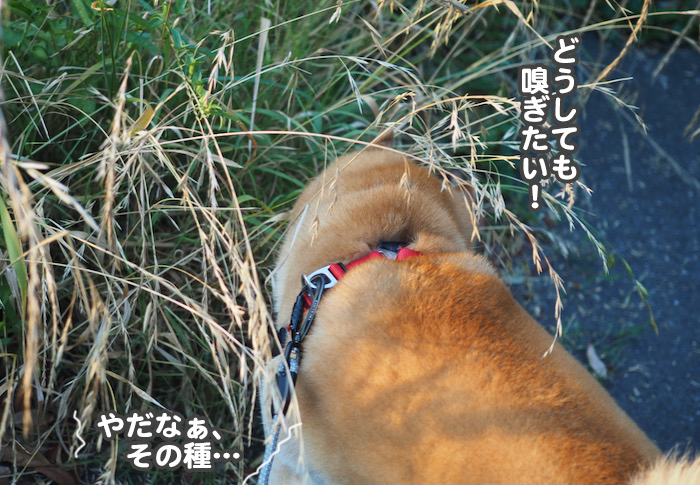 3日夕ブログ８