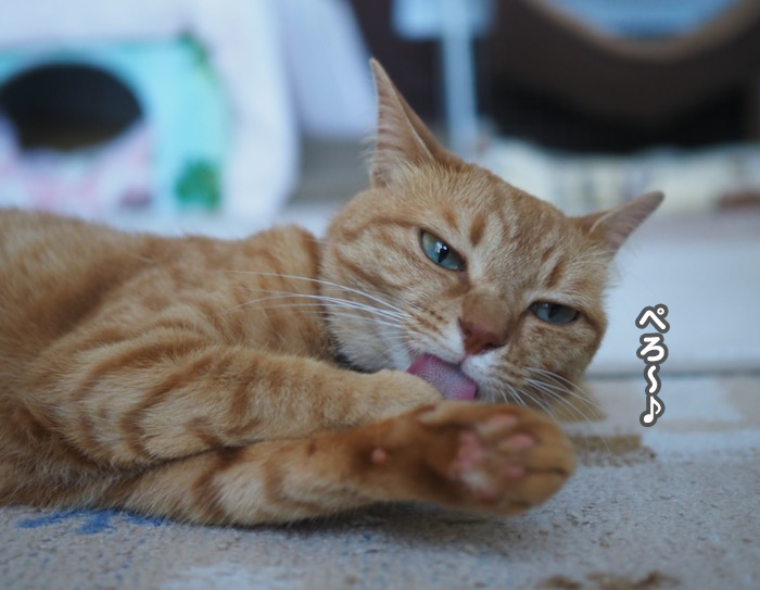 19日夕ブログ２