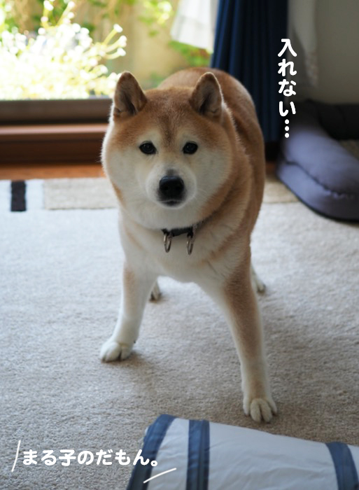 26日夕ブログ５