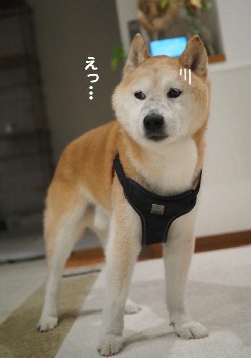 12日夕ブログ４