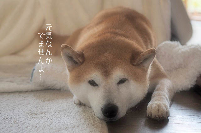 8日ブログ6