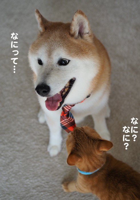 12日夕ブログ５