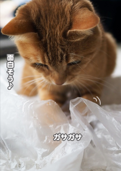 18日夕ブログ3