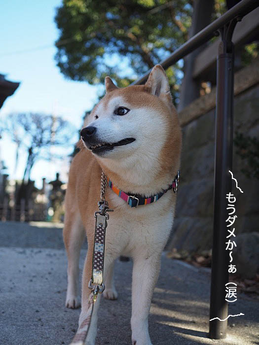 19日ブログ７