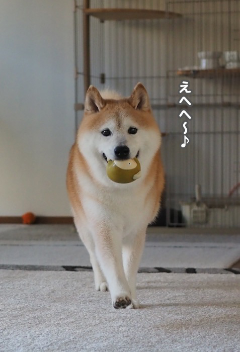 11日夕ブログ８