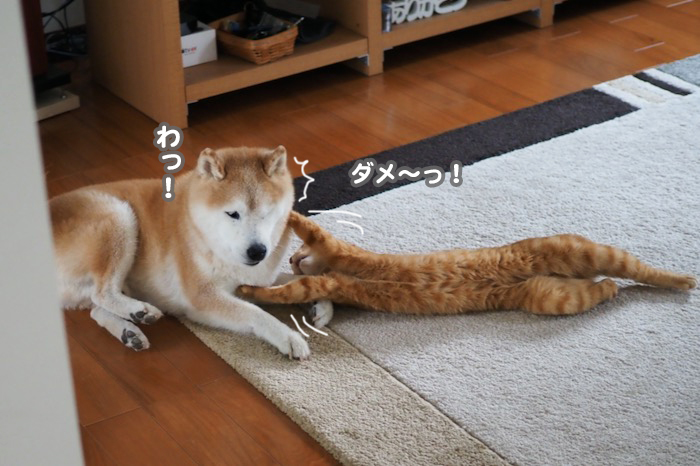 9日夕ブログ６
