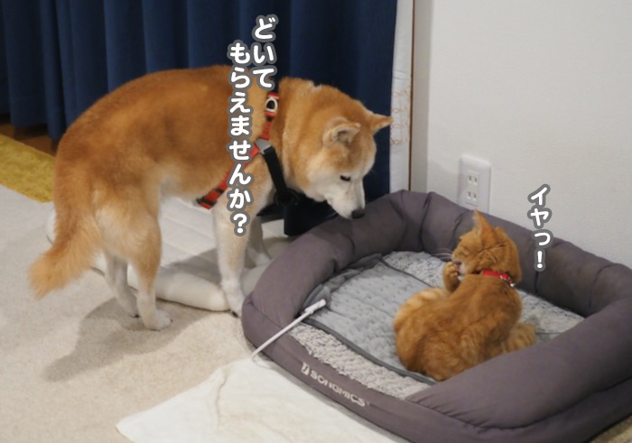 21日夕ブログ５