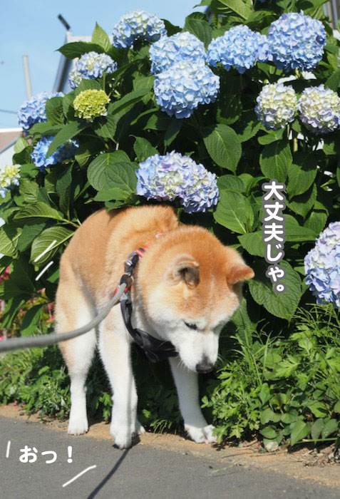 27日夕ブログ４